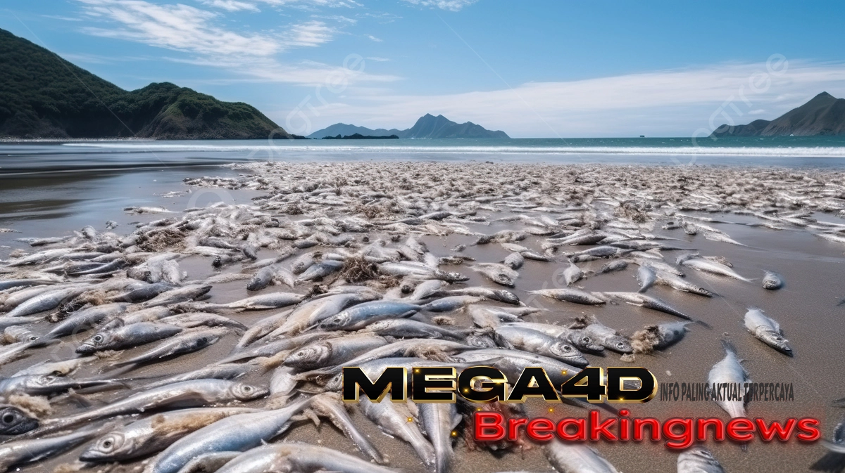 Ribuan Ton Ikan Sarden Mati dan Terdampar di Pantai Jepang…