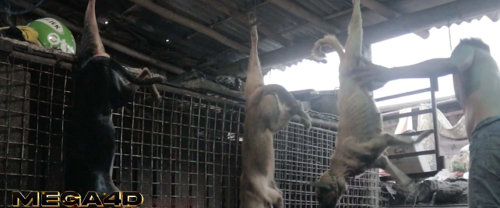 Solo Jadi Pusat Perdagangan Daging Anjing, 13 Ribu Anjing Dibantai Setiap Bulan 