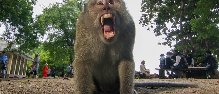 Viral Gerombolan Monyet Turun Gunung di Bandung, Pakar: Waspada Rabies