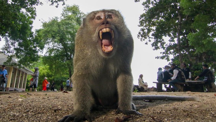 Viral Gerombolan Monyet Turun Gunung di Bandung, Pakar: Waspada Rabies